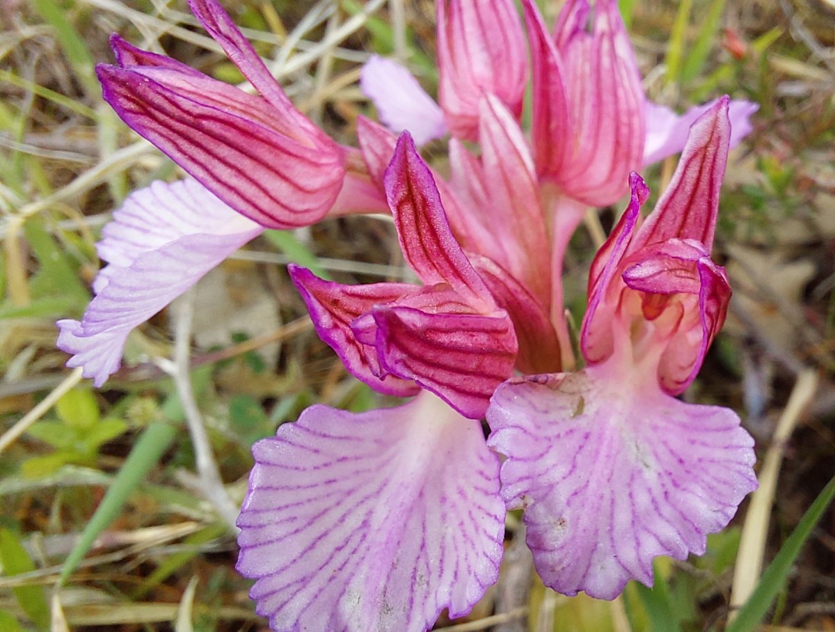 Orchidee di Marzo - Dalla Grecia con passione